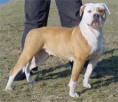 /album/fotky-plemien/americky-buldog-jpg/